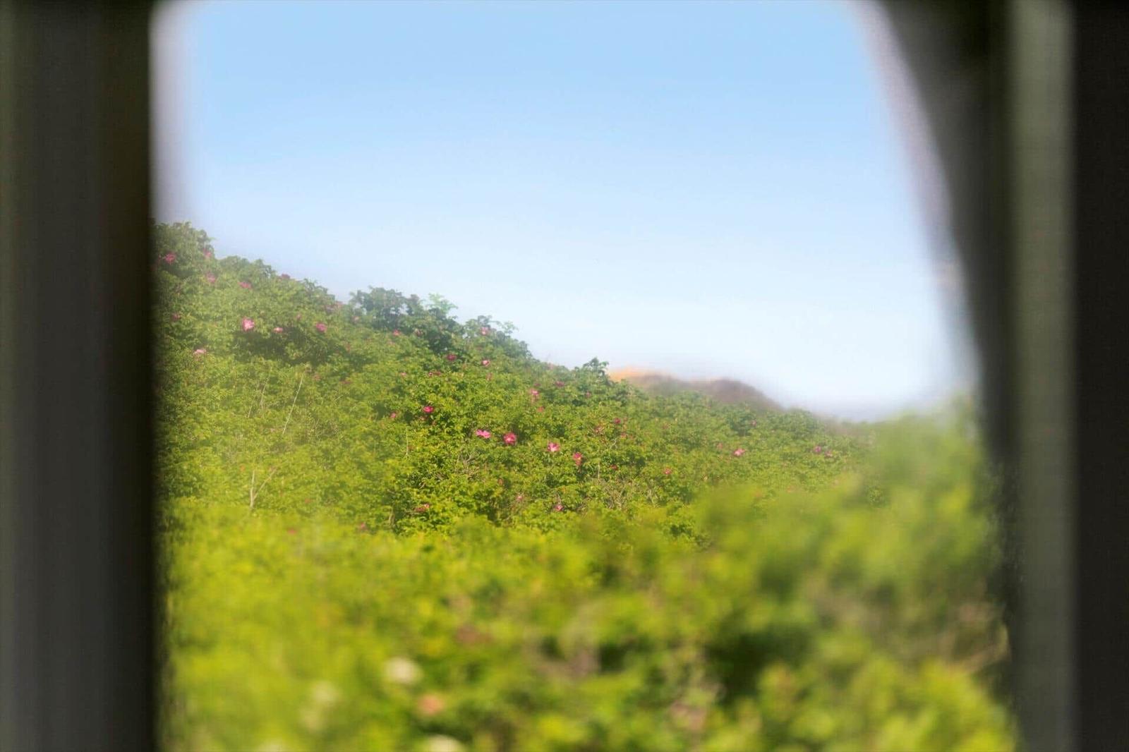 Durch ein Fenster blickt man auf grüne Hänge mit rosa Blüten.