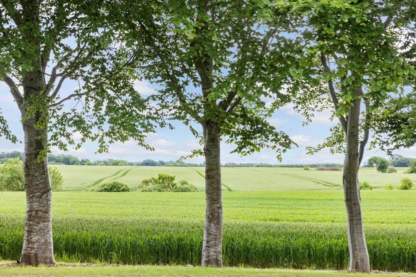 Drei Bäume rahmen ein grünes Feld unter blauem Himmel ein.