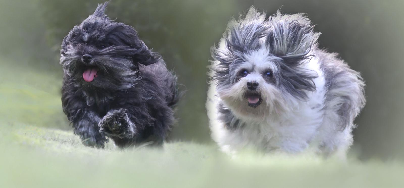 Zwei Hunde rennen fröhlich über eine grüne Wiese.