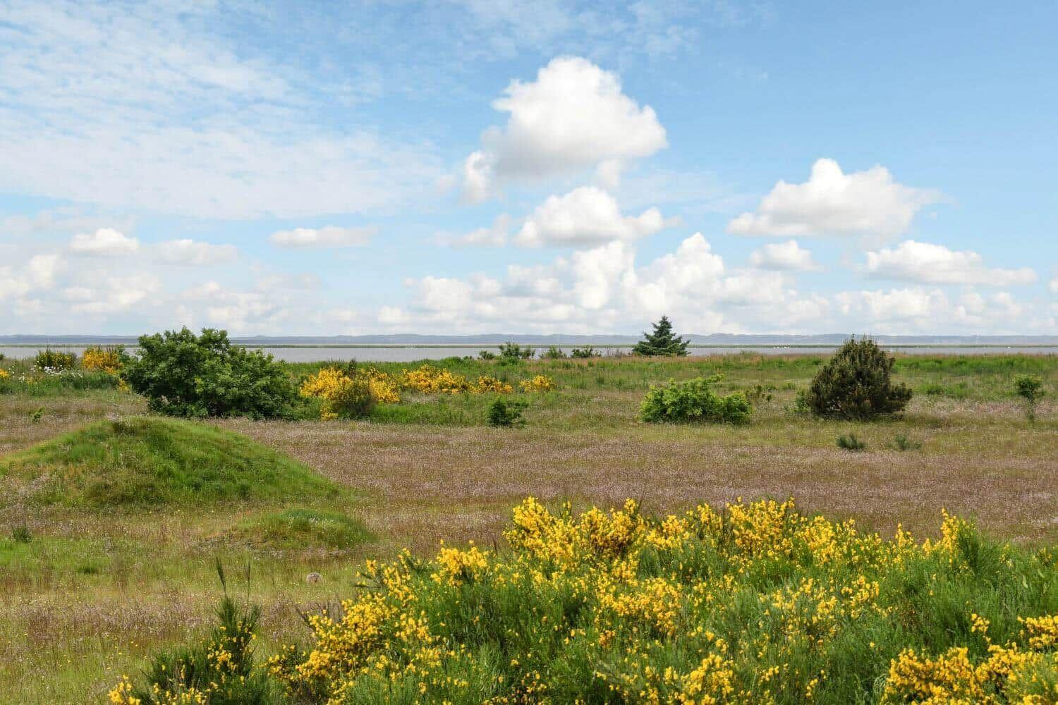 Weitläufiges Grasland mit gelben Blumen und Blick auf Wasser unter blauem Himmel mit weißen Wolken.