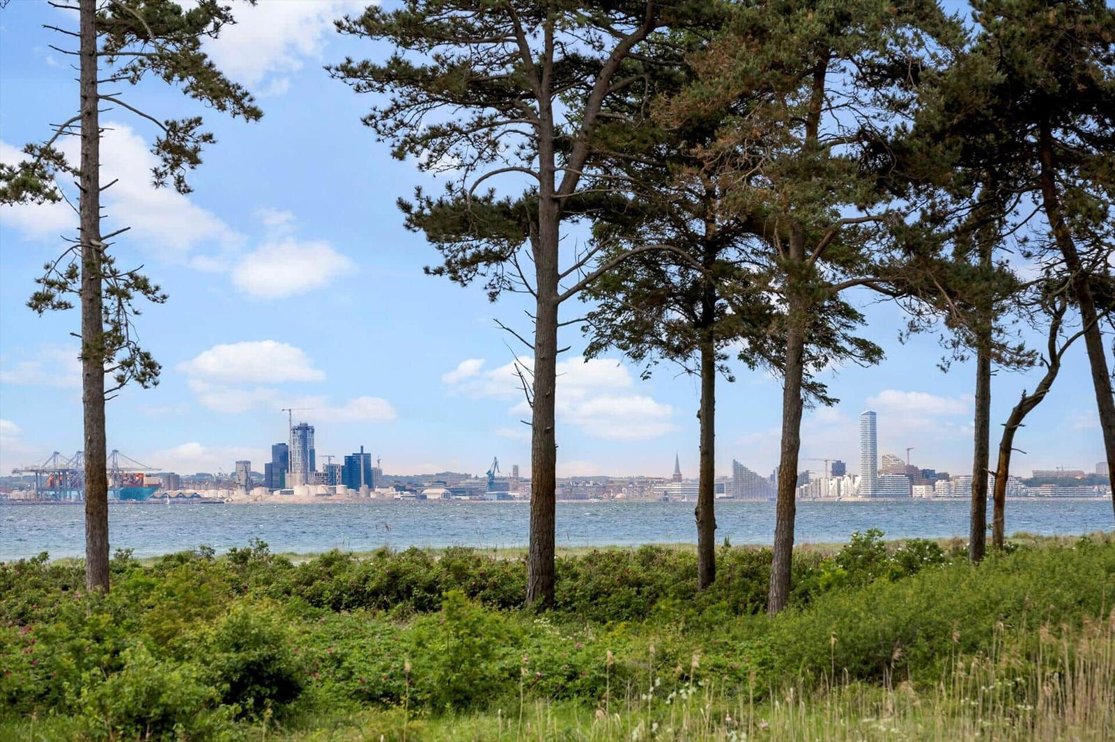 View through trees to the city and water