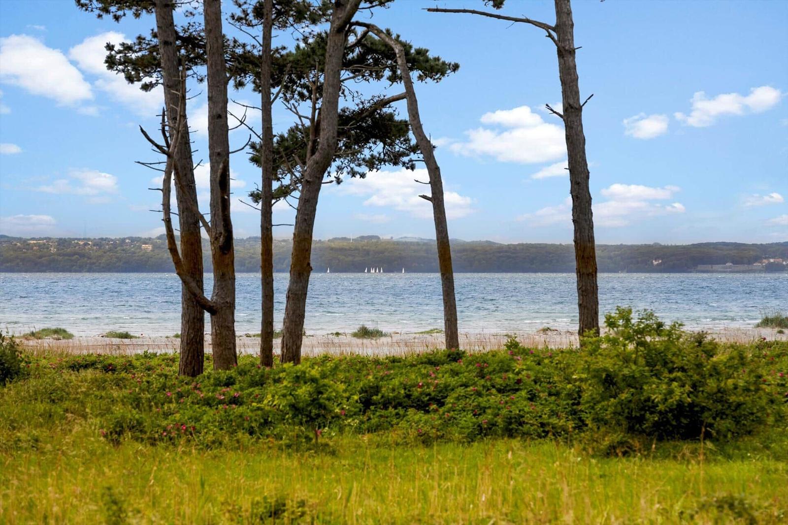 Sea with sailboats behind trees and grass