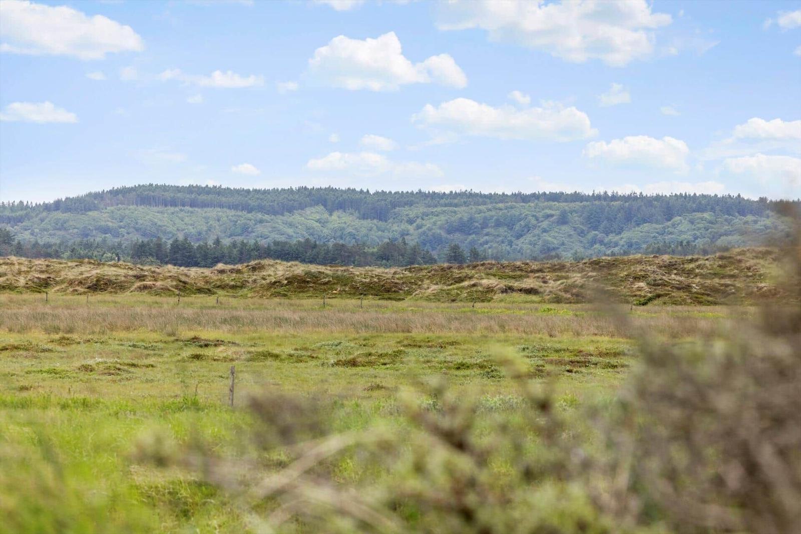 Weite Wiese mit Gras und Sträuchern, im Hintergrund Wald und blauer Himmel mit Wolken.