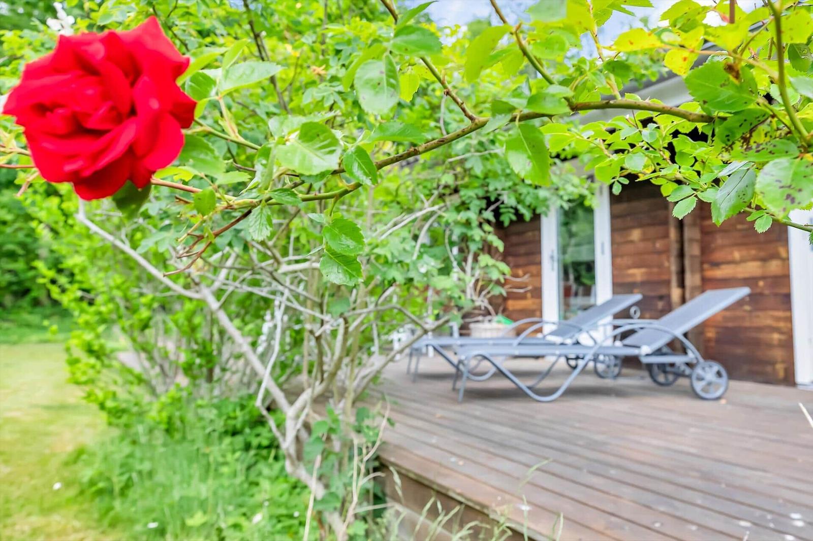 Red rose bush in front of wooden terrace with sun loungers and garden
