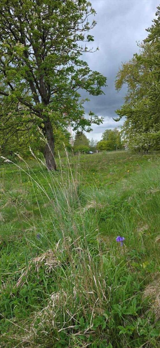 Green field with trees and a purple flower in the foreground under a cloudy sky.