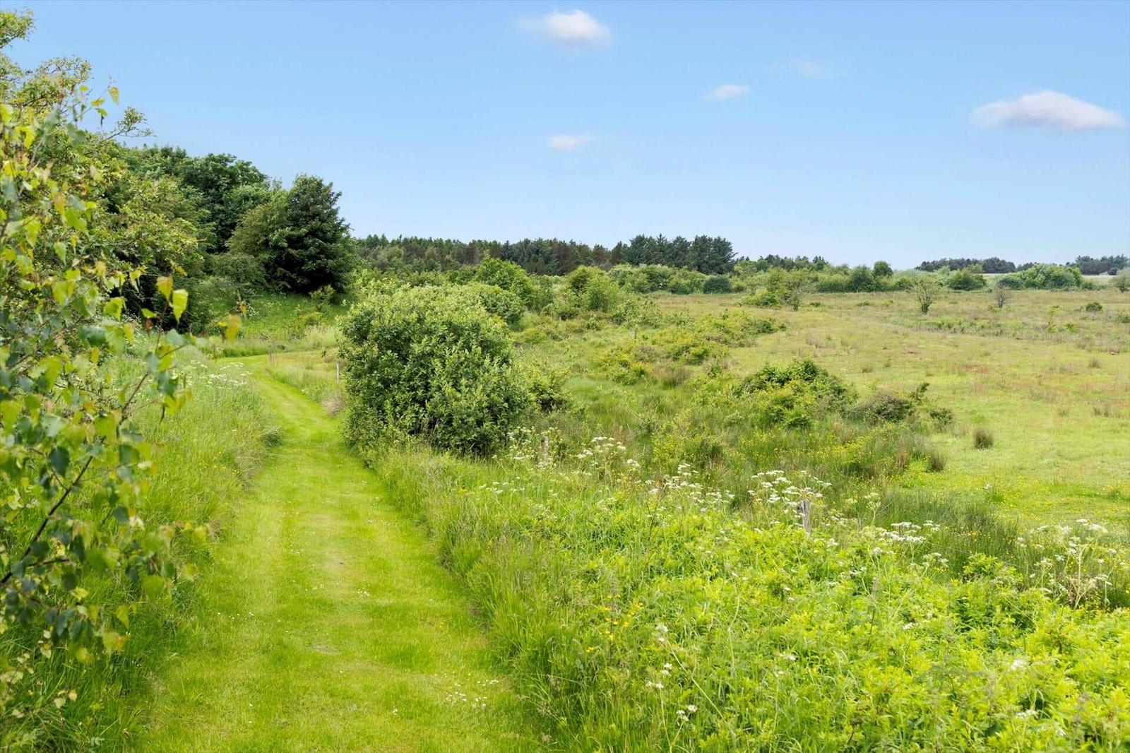 Grün bewachsener Weg führt durch eine offene Wiese zu einem Wald.