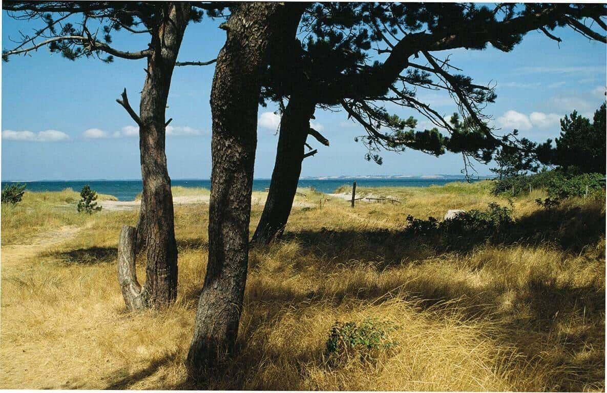 Hochwertiger Blick auf das Meer durch hohe Bäume und trockenes Gras.