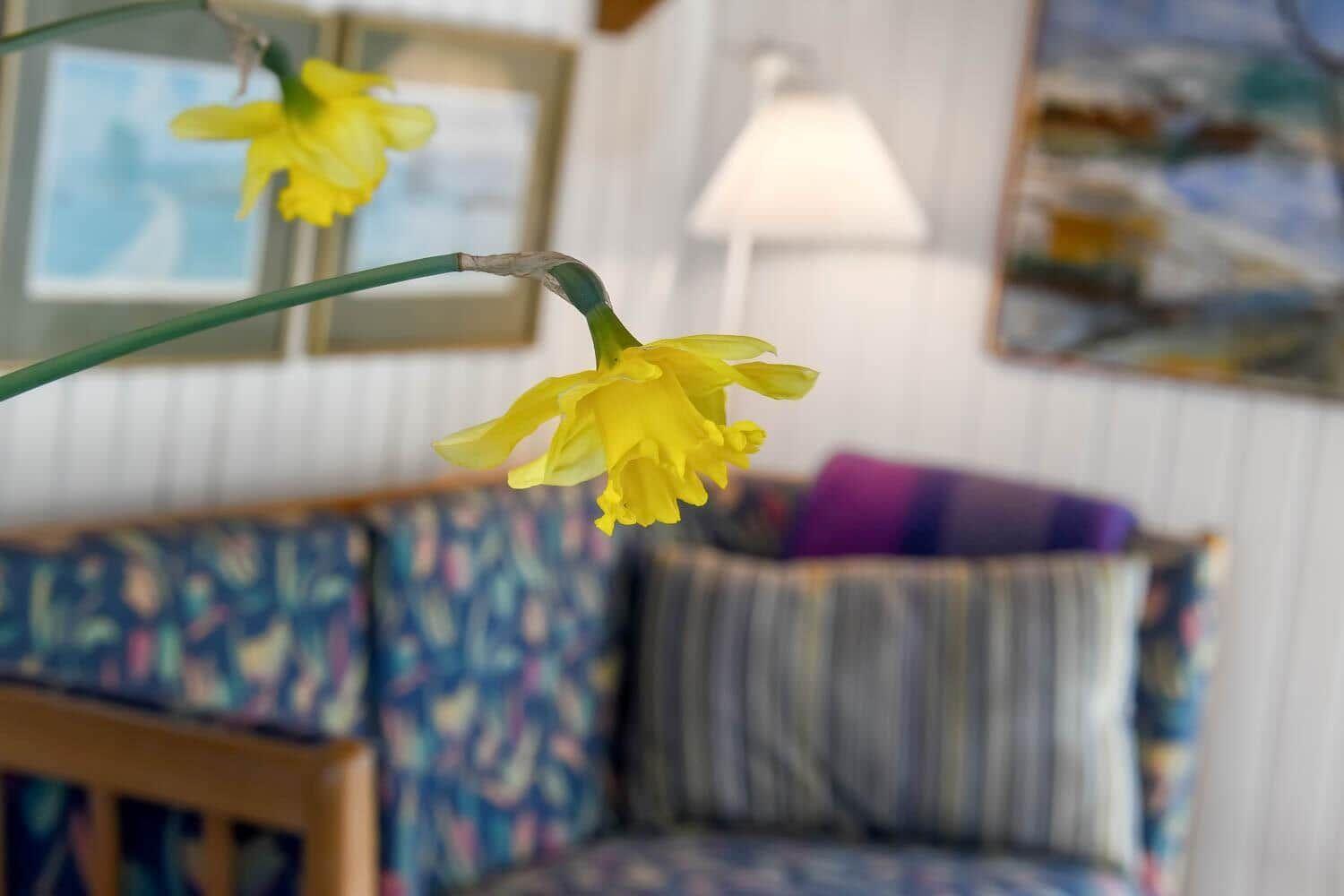 Zwei gelbe Narzissen vor einem Sofa mit Kissen und Wandbildern.