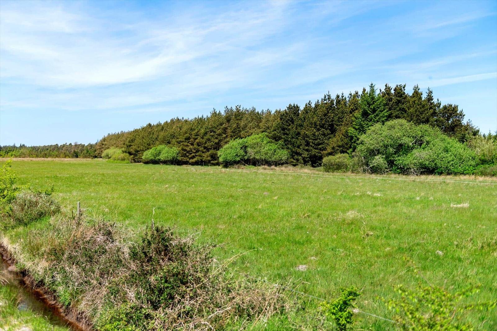 Grünes Feld mit Wald im Hintergrund unter blauem Himmel.