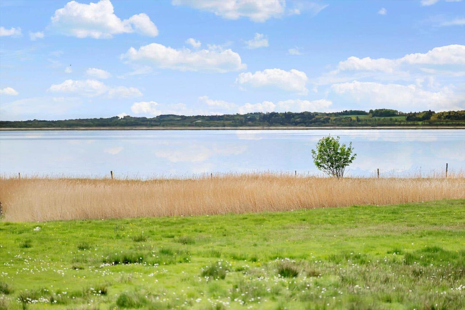 Green field with tall reeds and a tree by a lake under a blue sky.