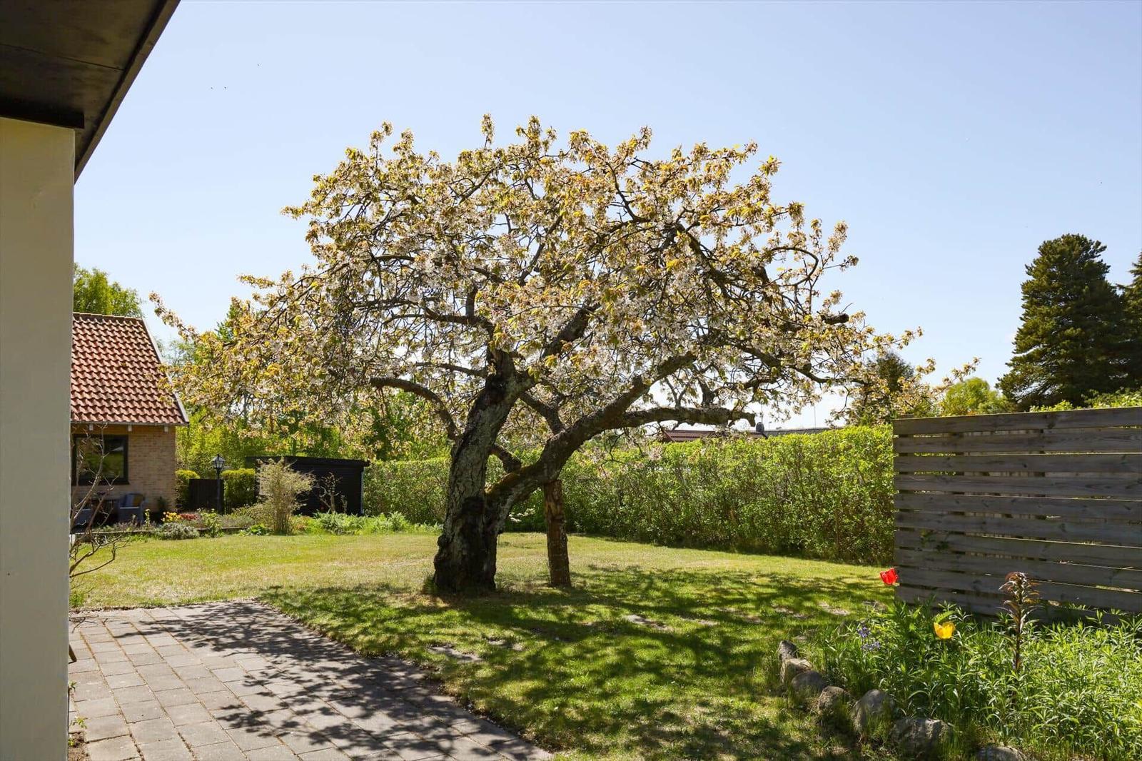 Behind the house is a blooming tree in the garden with lawn and wooden fence.