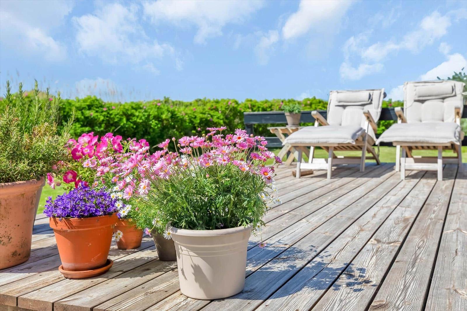 Terrasse mit Holzdielen, Sonnenliegen und Blumenkübeln. Hintergrund: grüner Zaun und blauer Himmel.