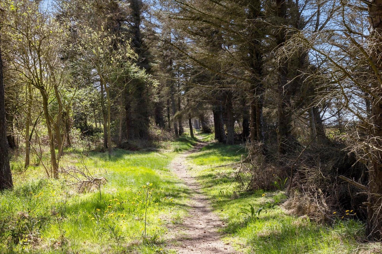 A path through a forest with tall trees and green grass.