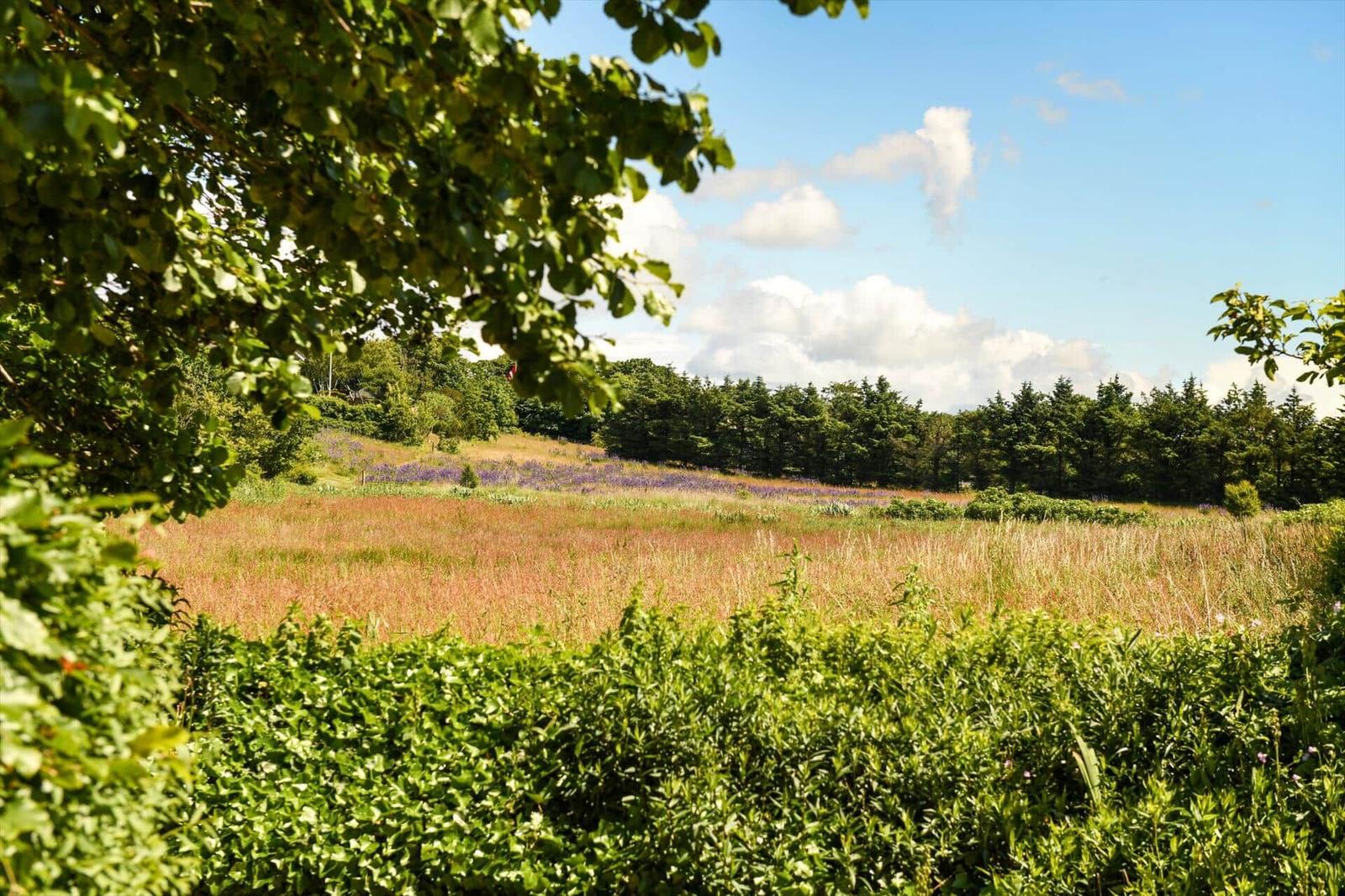 Green trees frame a field with red grass and purple flowers under a blue sky with white clouds.