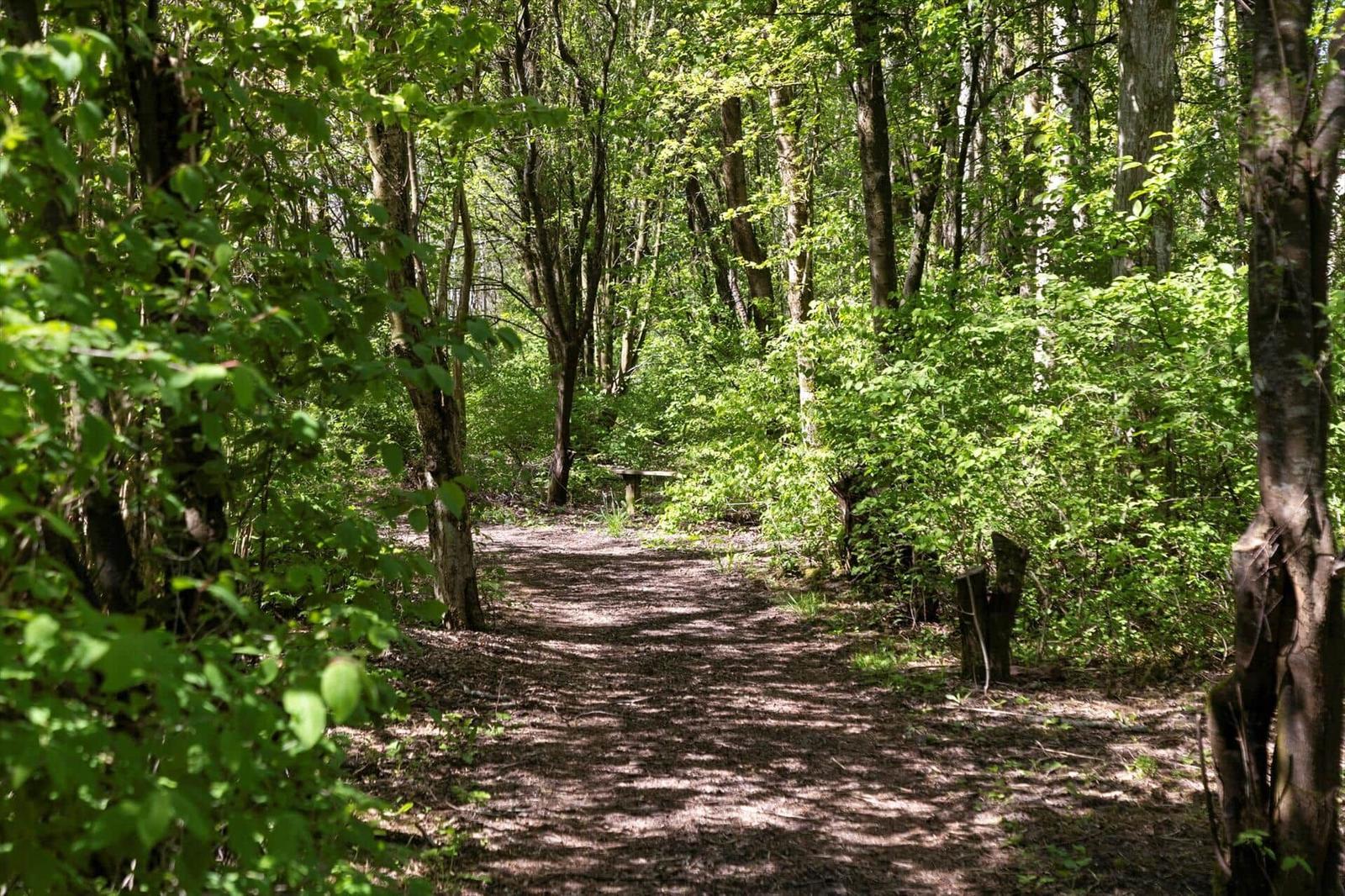 Waldweg mit Bäumen und Sonnenlicht. Holzbank im Hintergrund.