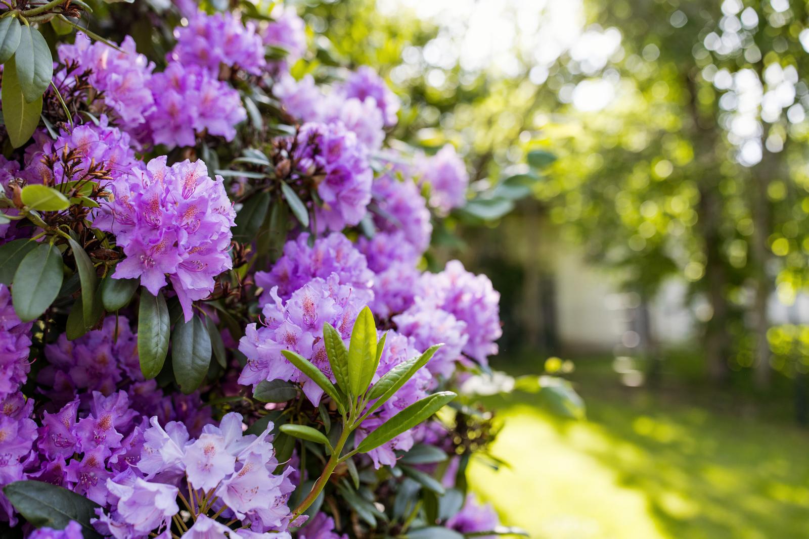 Lila Rhododendronblüten mit grünen Blättern im Garten. Sonne durchdringt das Laub.
