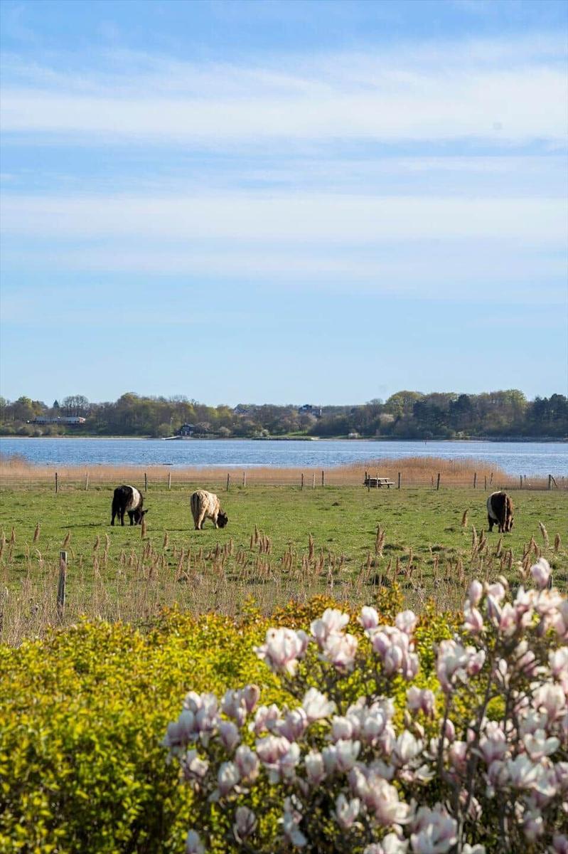 Green field with sheep, lake in background, and blooming magnolias in foreground.