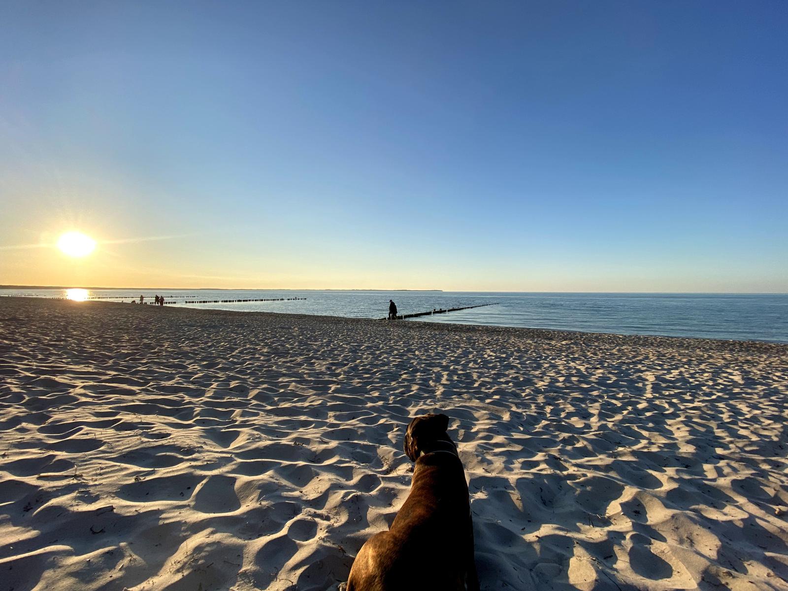 Hund auf Sandstrand bei Sonnenuntergang am Wasser