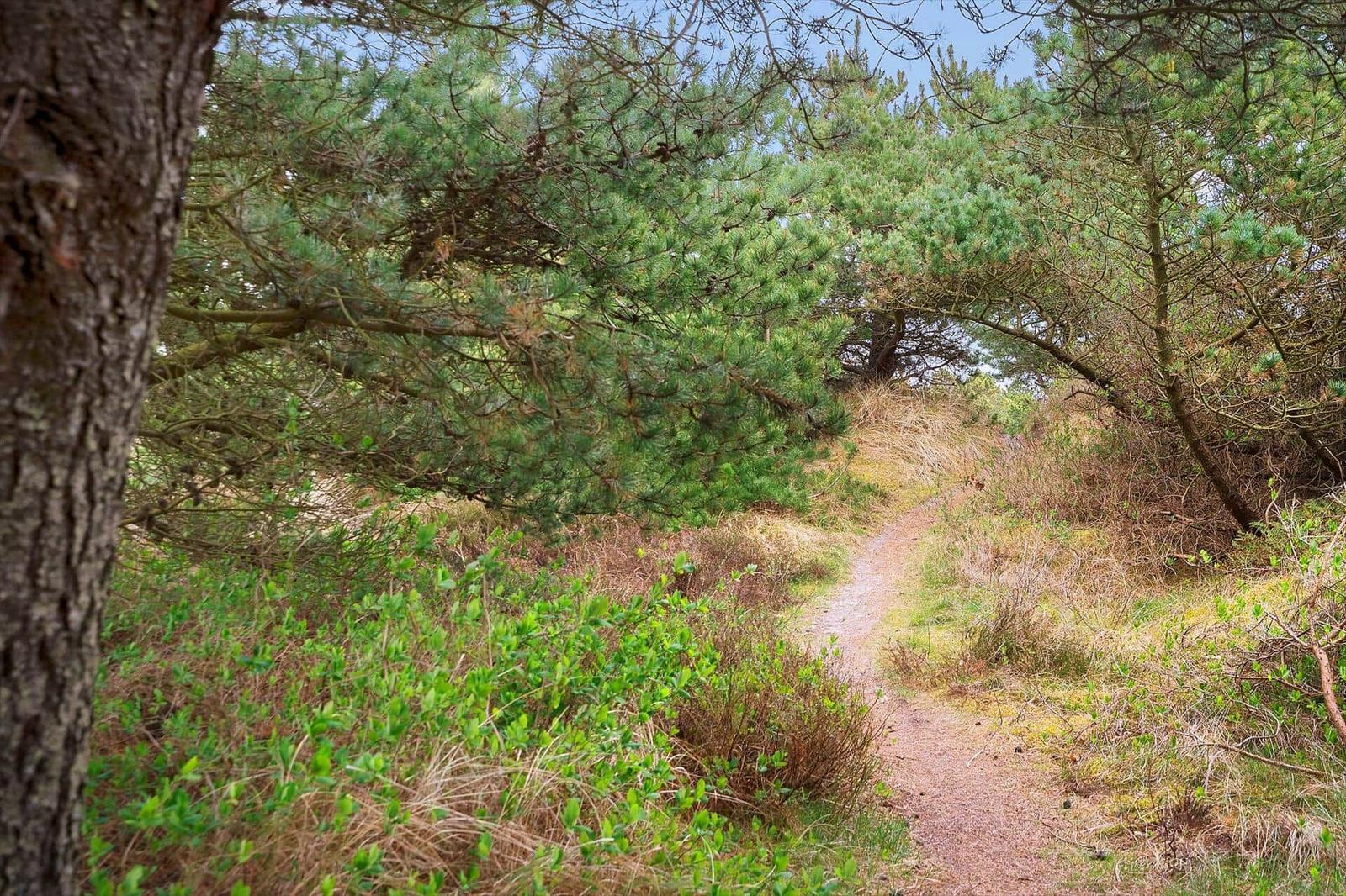 Weg durch einen Wald mit Nadelbäumen und Unterholz.