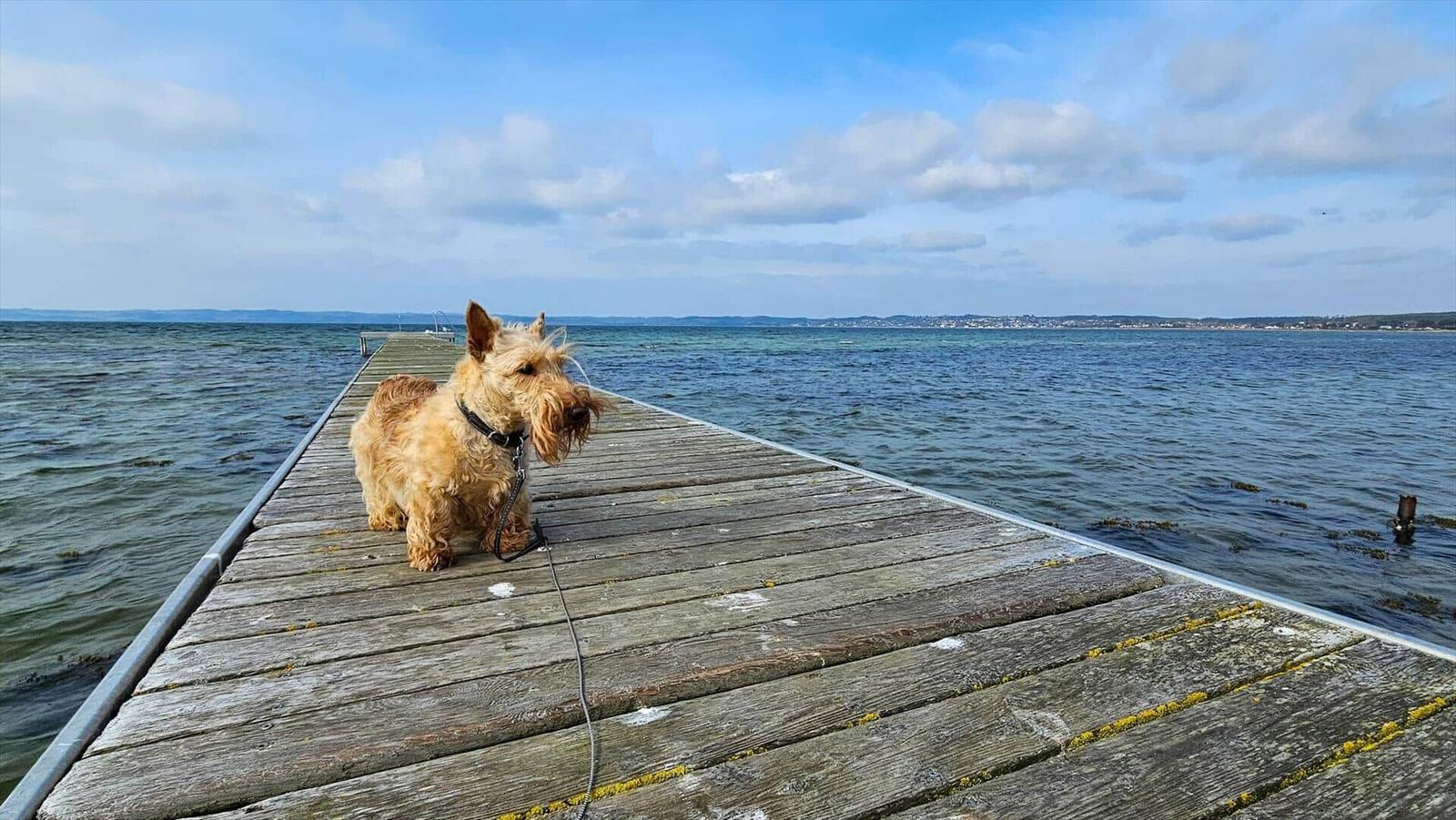 Ein Hund steht auf einem hölzernen Steg über dem Wasser und blickt nach rechts.