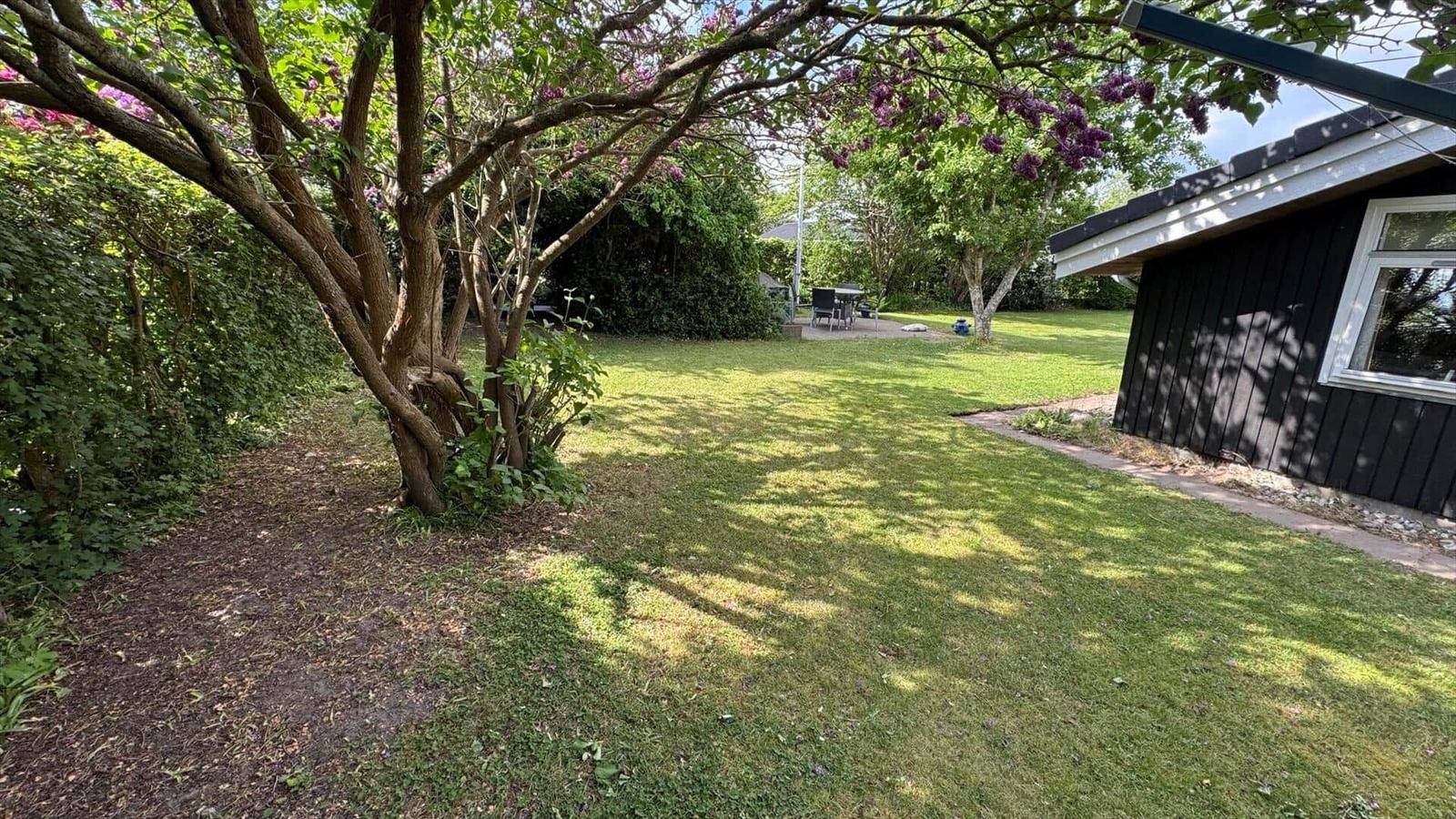 Garten mit Grasfläche, Baum mit lila Blüten und schwarzer Hütte mit Fenster.