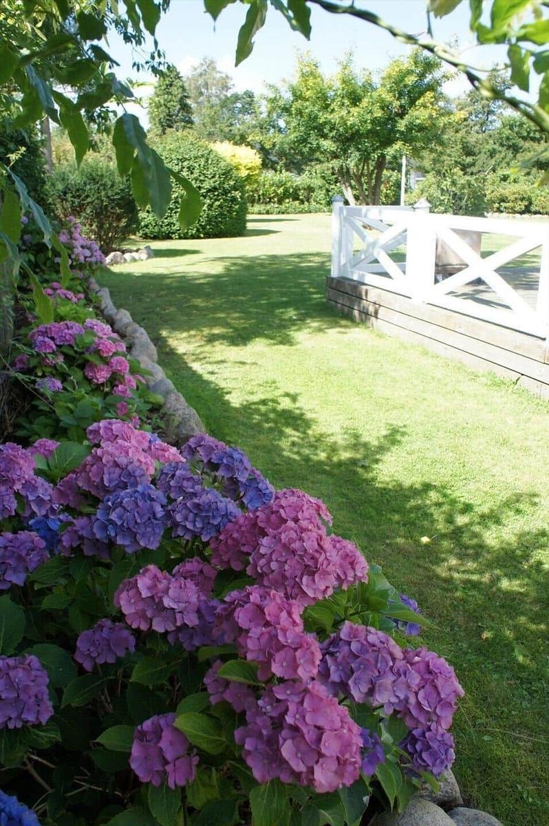 Gartenweg mit blühenden Hortensien und weißem Zaun