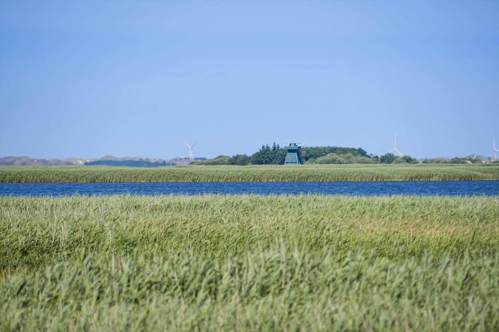 Grass area by the water with windsurfers and wind turbines in the background.