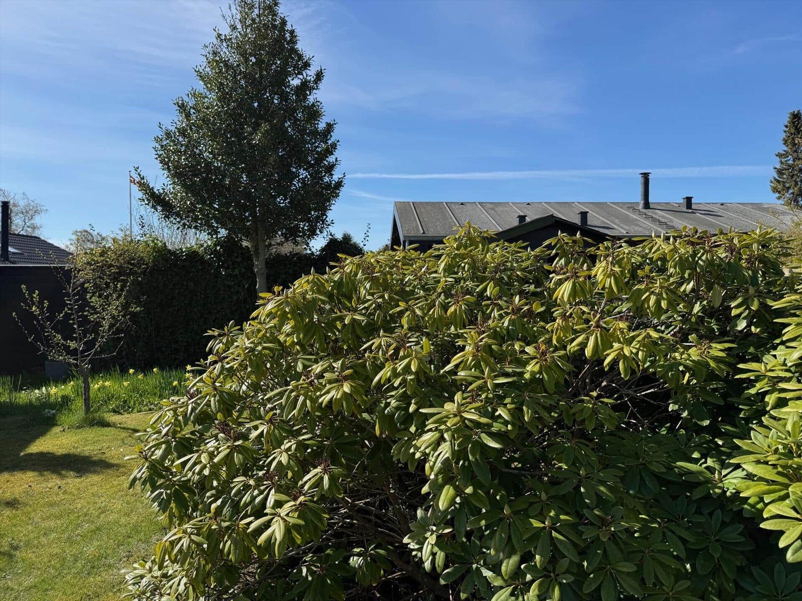 Hinterhof mit grünem Beet, Sträuchern und einem Haus im Hintergrund unter blauem Himmel.
