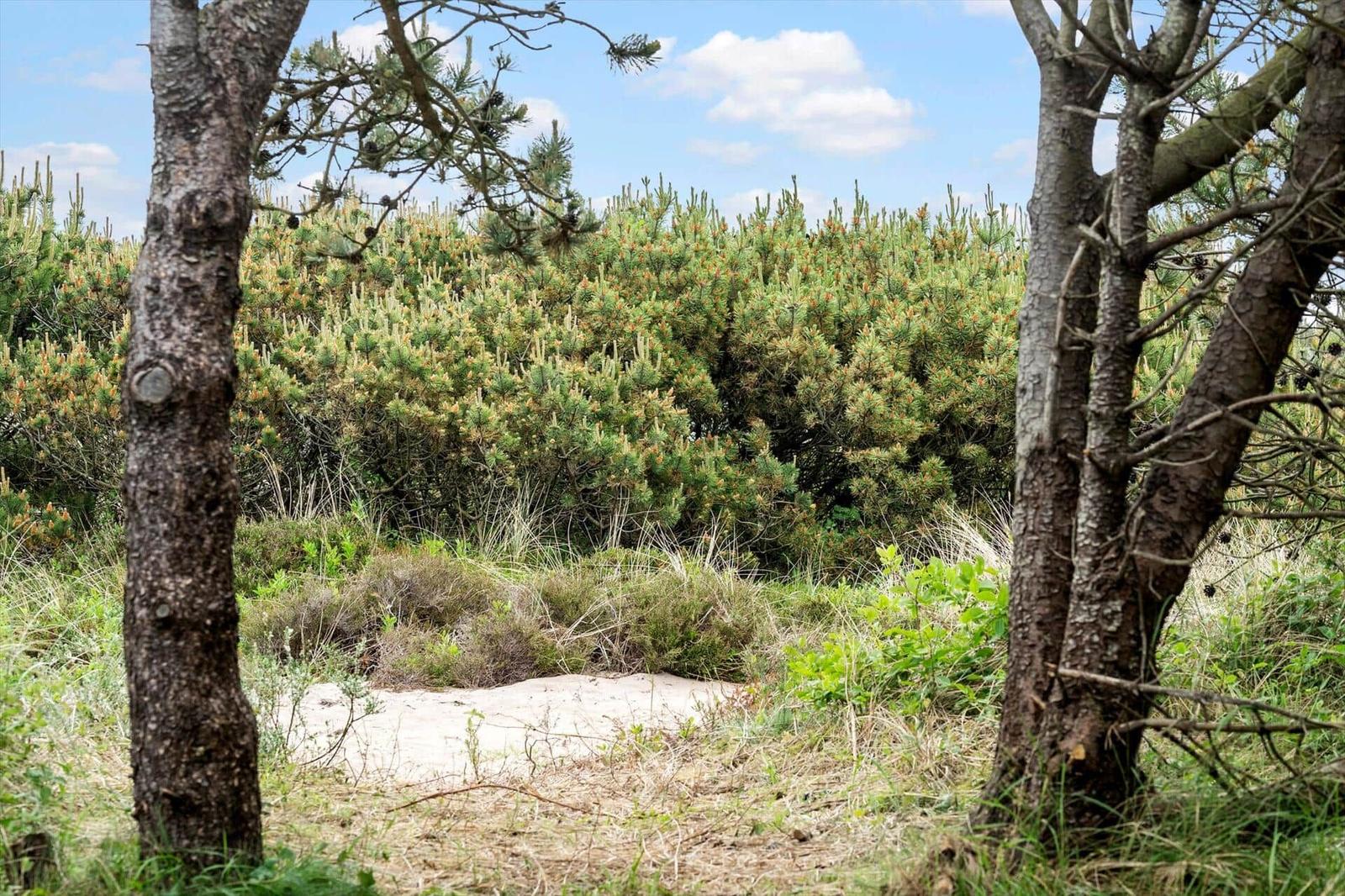 Dünenlandschaft mit Nadelbäumen und Gras. Blick durch Baumstämme auf dichte Vegetation.