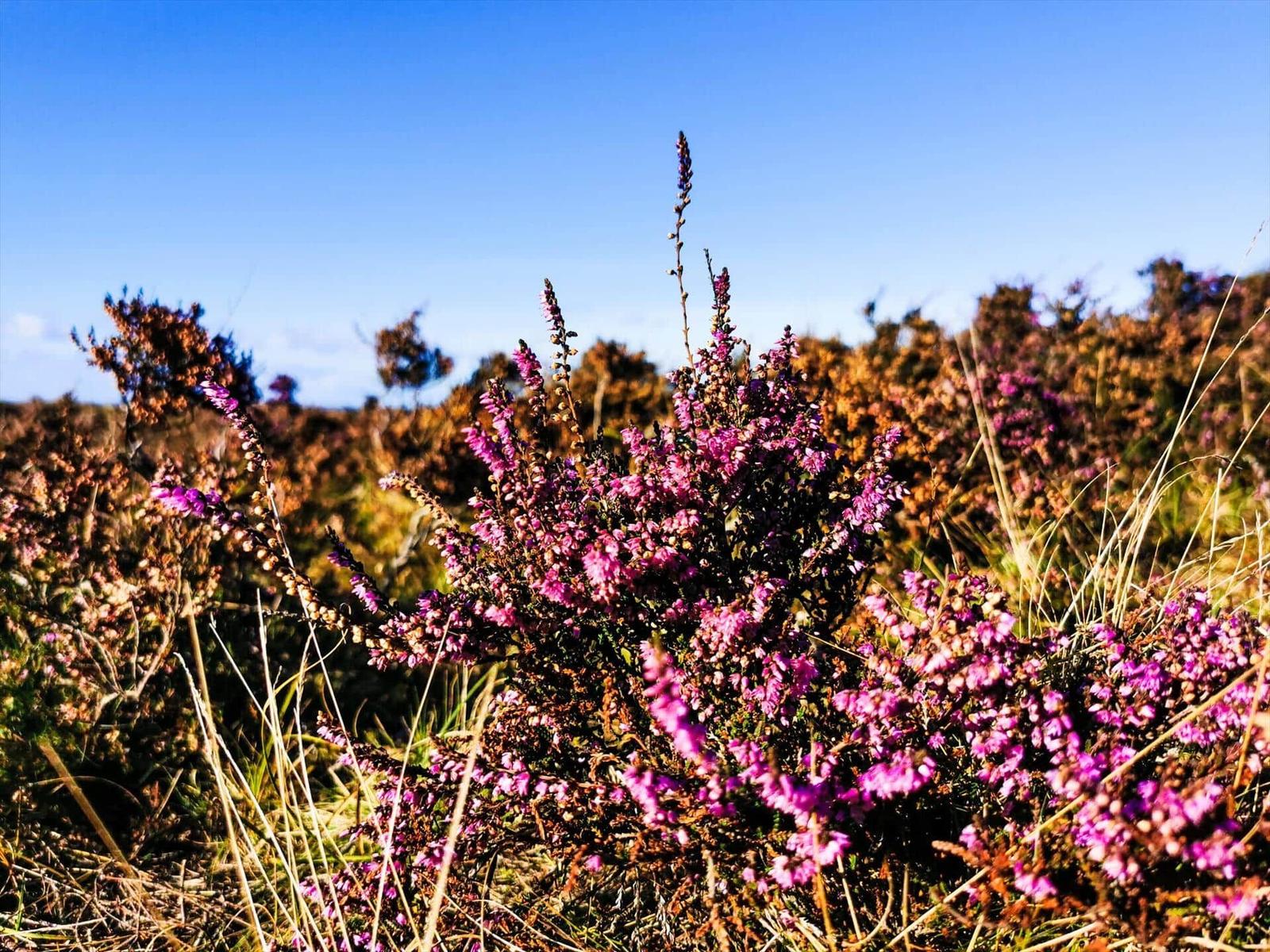 Violette Heideblumen blühen im sonnigen Feld unter blauem Himmel.