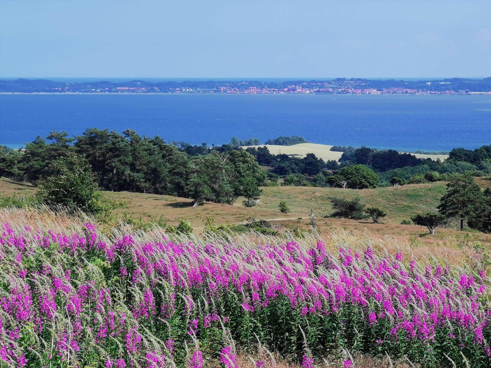 Vor dem Fenster blühen lila Wildblumen, dahinter See und Küstenlandschaft.