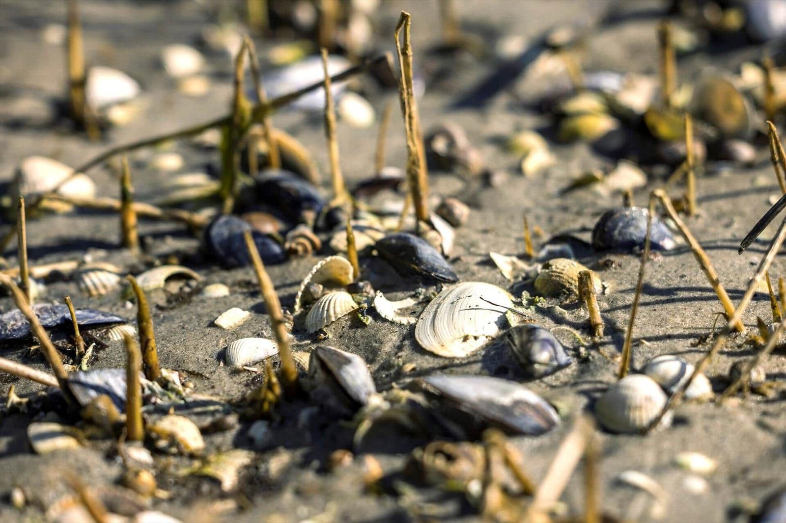 Beach with shells and plant stems in sunlight.