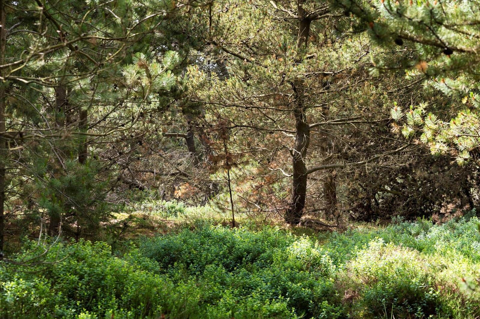 Dichter Wald mit Nadelbäumen und grüner Vegetation im Vordergrund.
