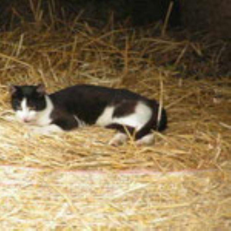Theo der Kater ...