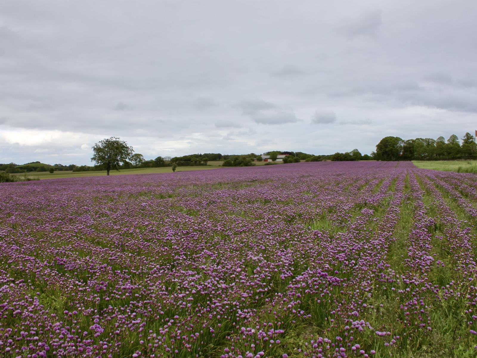 Ein Feld mit lila Blumen unter einem bewölkten Himmel, umgeben von Bäumen und Grünflächen.