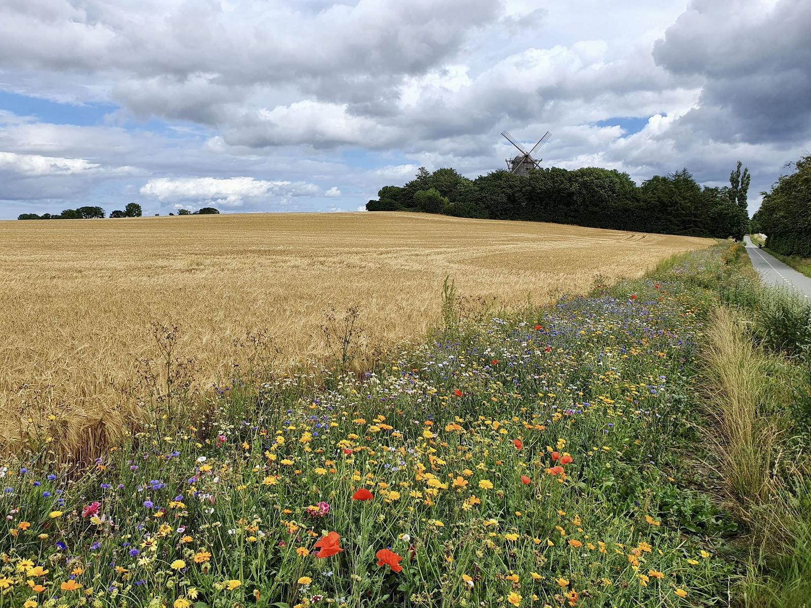 Weite goldene Felder mit blühenden Blumen und einem Windrad im Hintergrund.