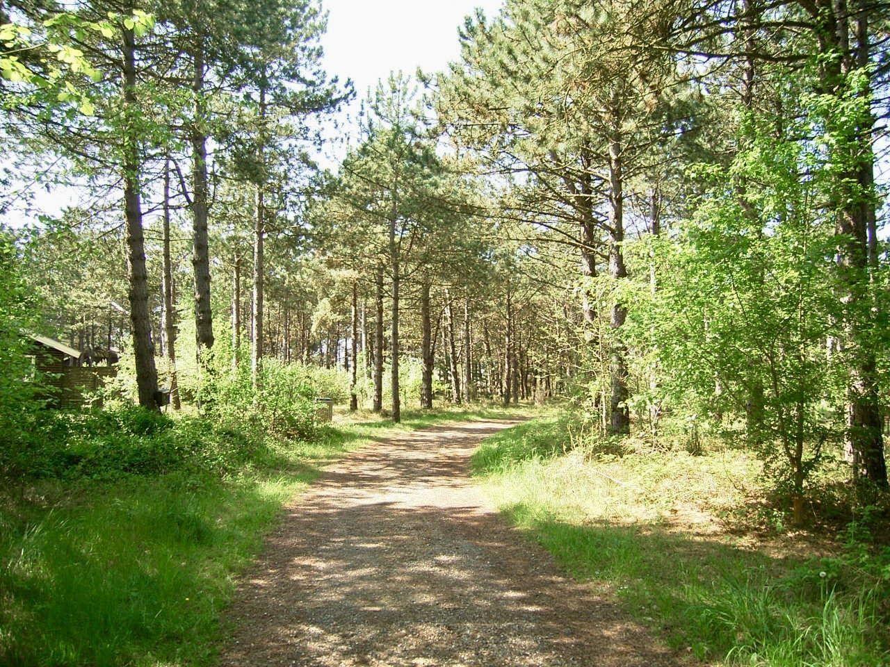 Waldweg mit Nadelbäumen und Grasflächen. Im Hintergrund ist ein Holzhaus sichtbar.
