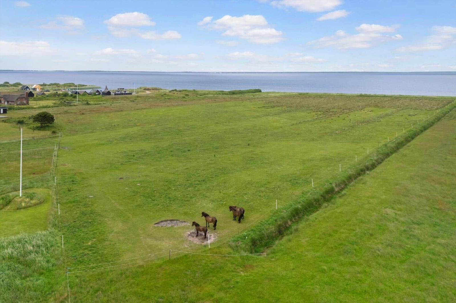 Grünes Feld mit Pferden und Blick auf Meer und Himmel.