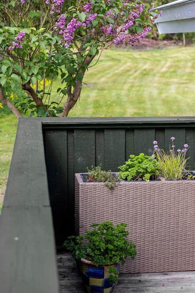 Terrasse mit Pflanzenkasten und blühendem Strauch im Hintergrund.