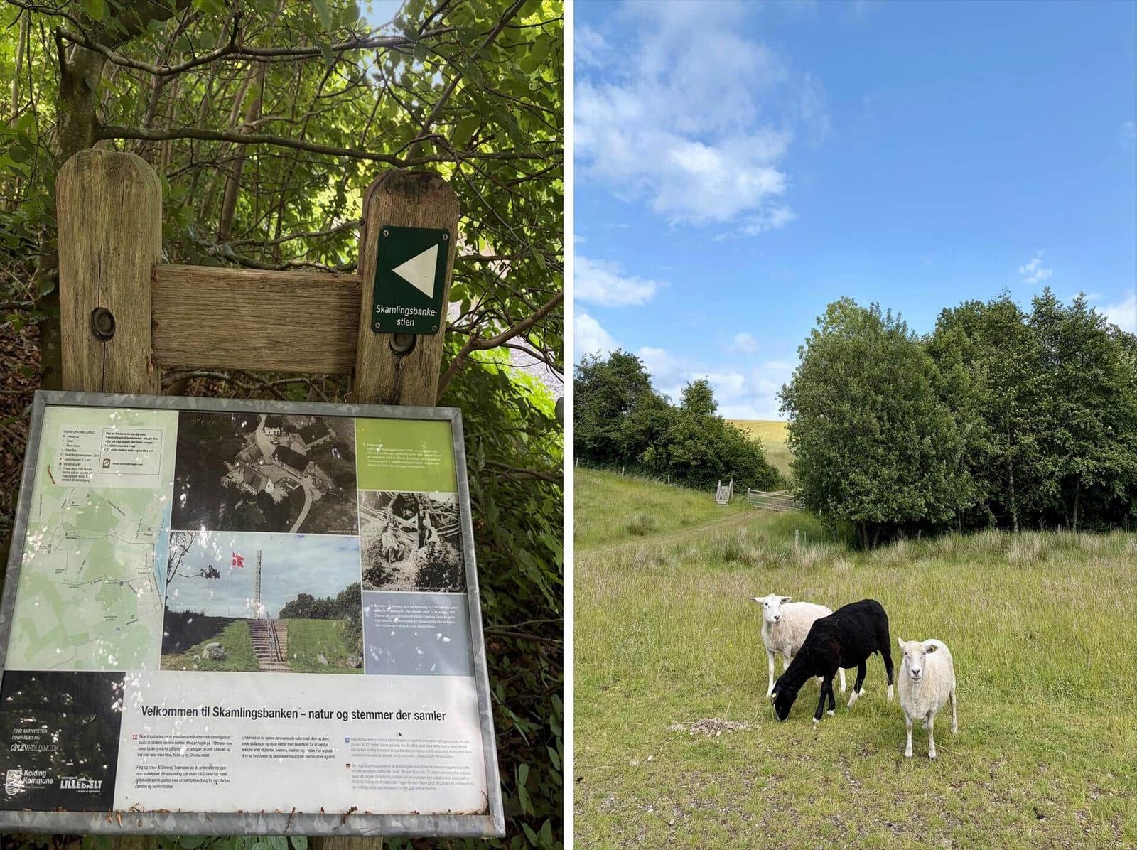 Sign for Skamlingsbanke-stien and sheep on green field under blue sky.