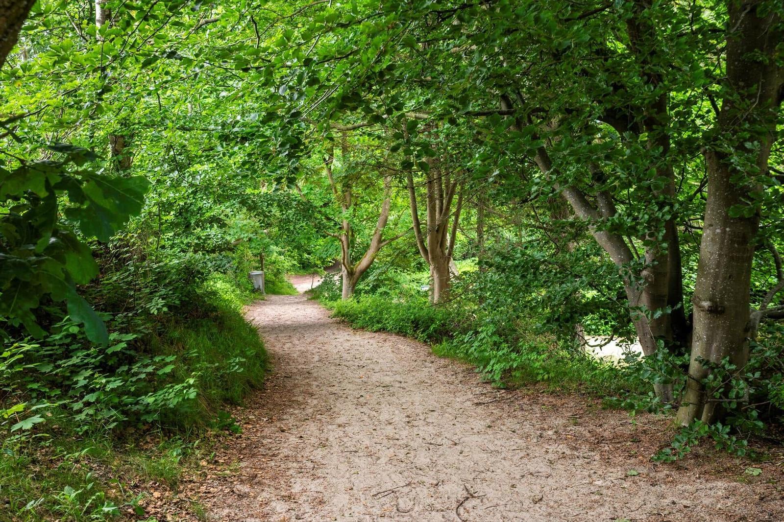 Ein schmaler Waldweg führt durch dichtes Grün unter hohen Bäumen.