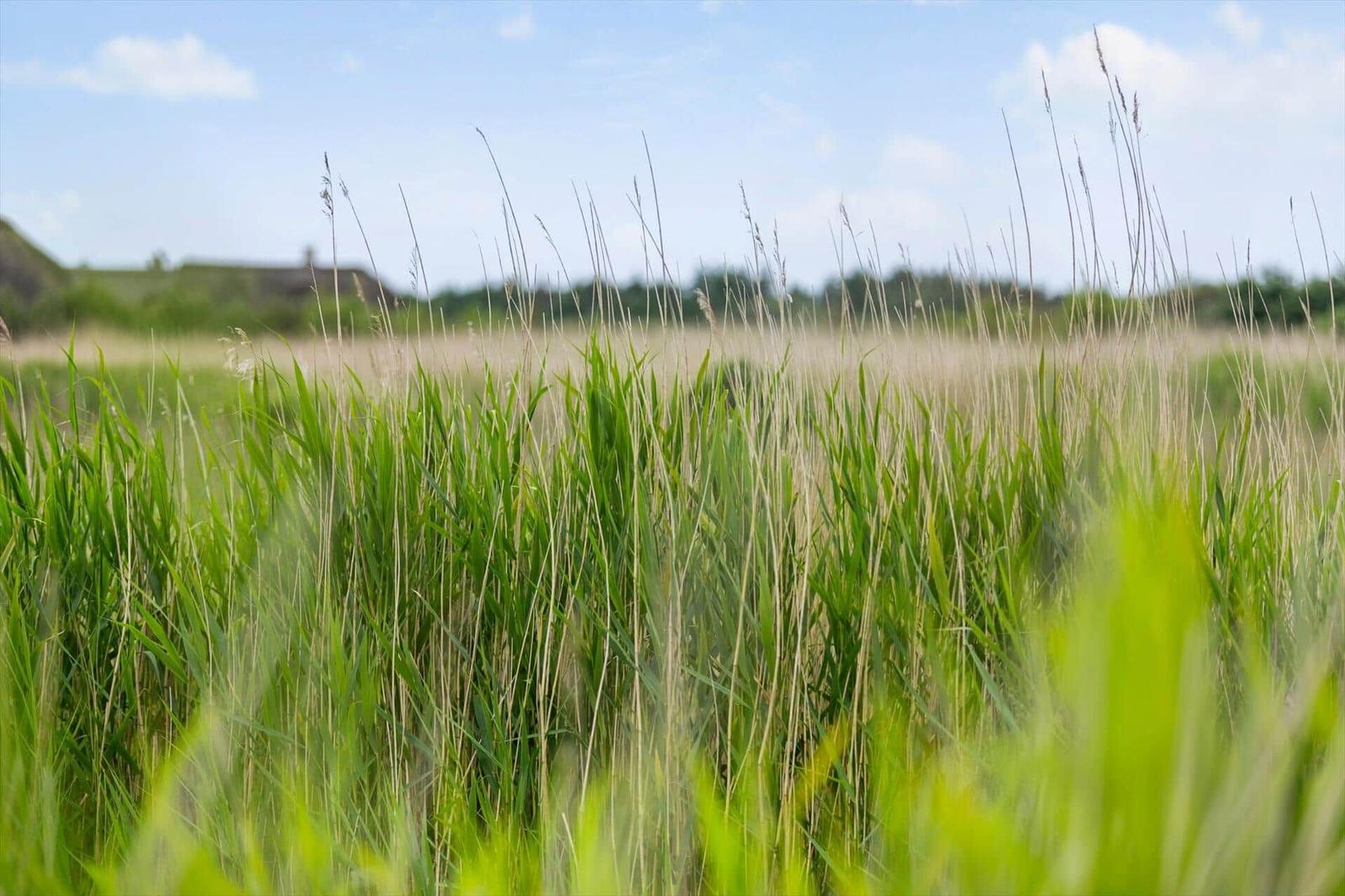 Hochgrasfeld unter blauem Himmel mit unscharfem Hintergrund