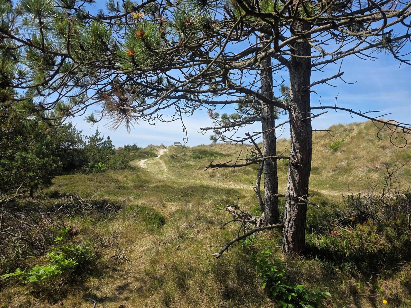Weg durch Dünenlandschaft mit Nadelbäumen und blauem Himmel.