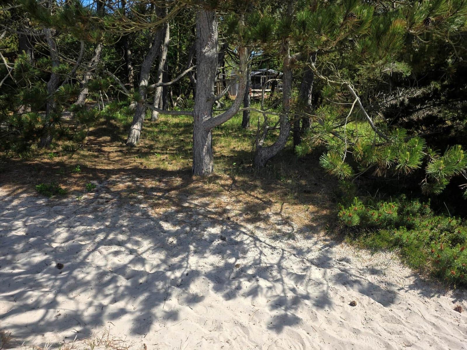 Sandfläche unter Bäumen mit sichtbaren Schatten und Nadeln.