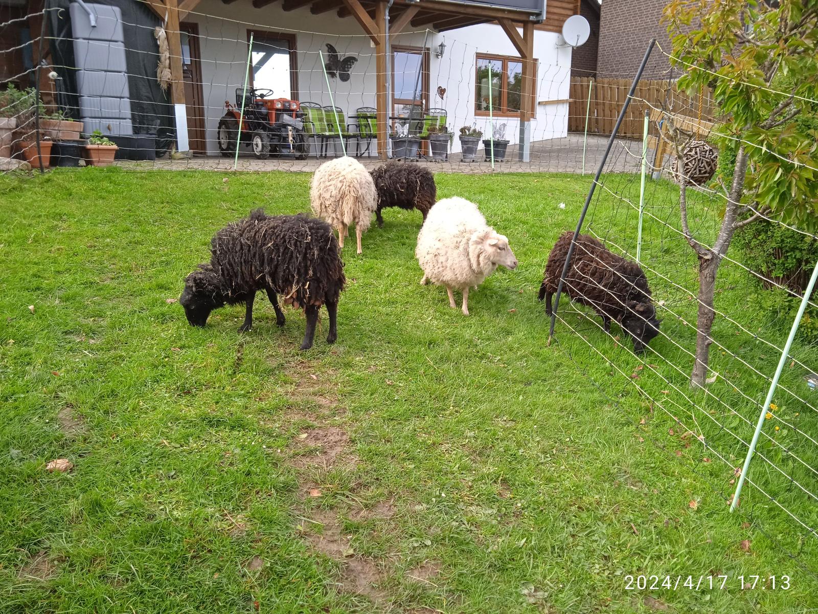 Die Oussantschafe im Winterkleid