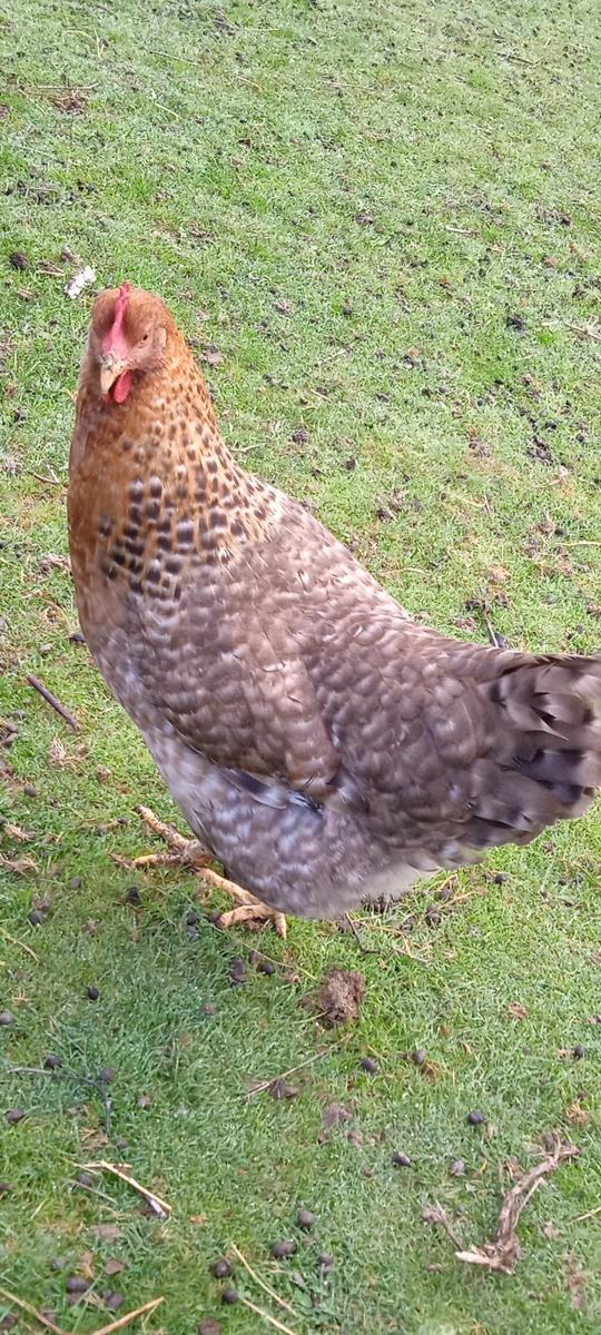 Mogli mein zahmes Huhn