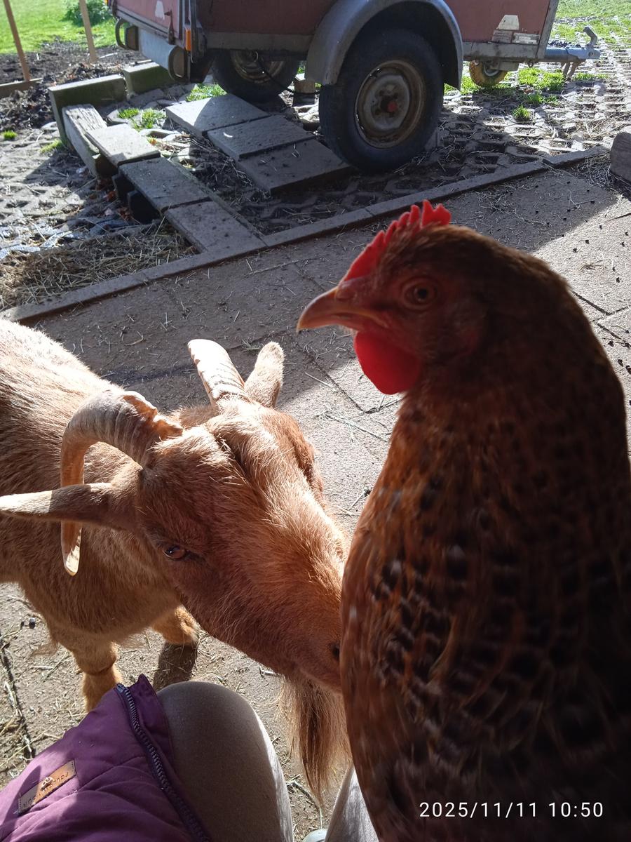 Hier sitzt sie auf meinem Schoß und Browny ist ihr Freund
