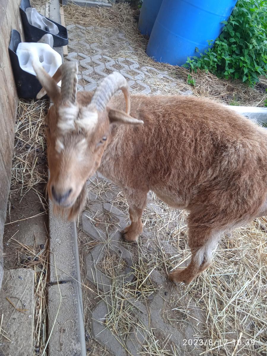 Browny liebt Kinder und ist sehr verschmust