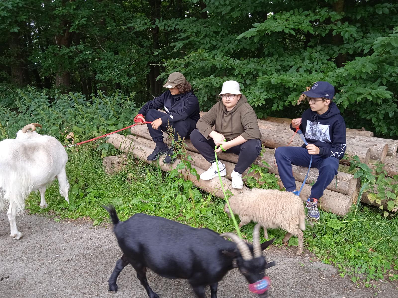 Drei Personen sitzen auf Holzstümpfen mit Ziegen und Schafen in einem grünen Wald.