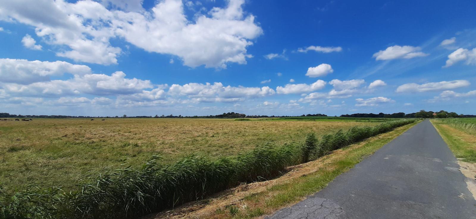 Asphaltstraße durch Felder unter blauem Himmel mit weißen Wolken.